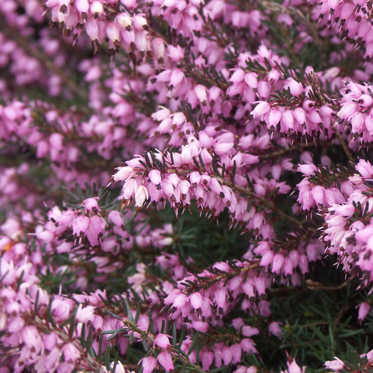 3 Bruyères D'hiver Roses 4 3 Bruyères D'hiver Roses – Image 4