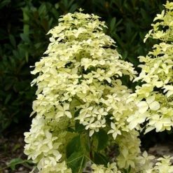 Hortensia Paniculé Dentelle De Gorron ® 9 Hortensia Paniculé Dentelle De Gorron ® -Fournitures De Jardin Soldes 2024 ren 100542 6