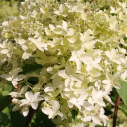 Hortensia Paniculé Dentelle De Gorron ® 8 Hortensia Paniculé Dentelle De Gorron ® -Fournitures De Jardin Soldes 2024 ren 100542 9