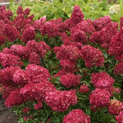 Hortensia Paniculé Fraise Melba® Renba -Fournitures De Jardin Soldes 2024 ren 100666 5