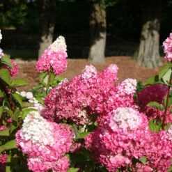 Hortensia Paniculé Fraise Melba® Renba -Fournitures De Jardin Soldes 2024 ren 100666 6