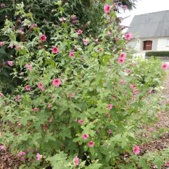 Mauve Du Cap El Rayo