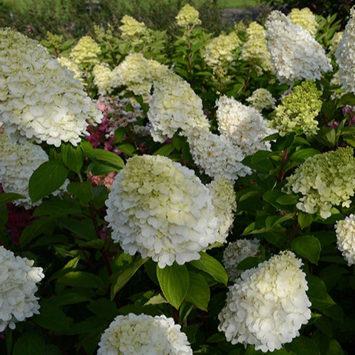 Hortensia Paniculé Magical® Moonlight 1 Hortensia Paniculé Magical® Moonlight