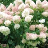 Hortensia Paniculé Phantom