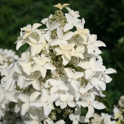 Hortensia Paniculé Magical® Starlight