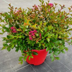 Lilas Des Indes Lilas D'été Mimie® Fuchsia 5 Lilas Des Indes Lilas D'été Mimie® Fuchsia -Fournitures De Jardin Soldes 2024 ren 101496 4 1706537170920