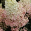 Hortensia Paniculé SUNDAE FRAISE® Rensun