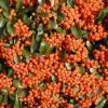 Buisson Ardent Saphyr® Orange Cadange - Pyracantha
