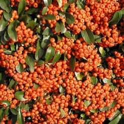 Buisson Ardent Saphyr® Orange Cadange - Pyracantha