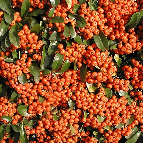 Buisson Ardent Saphyr® Orange Cadange - Pyracantha 1 Buisson Ardent Saphyr® Orange Cadange - Pyracantha