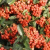 Buisson Ardent Saphyr® Rouge Cadrou - Pyracantha