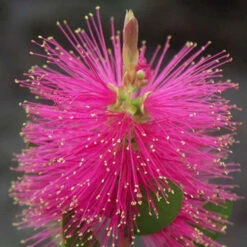 Callistemon Hot Pink - Rince-bouteille Rose -Fournitures De Jardin Soldes 2024 ren 104607 6 1705313753622