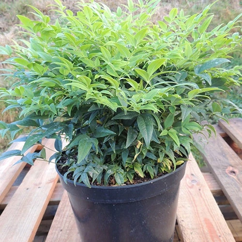 Bambou Sacré Magical® Lemon Lime 1 Bambou Sacré Magical® Lemon Lime