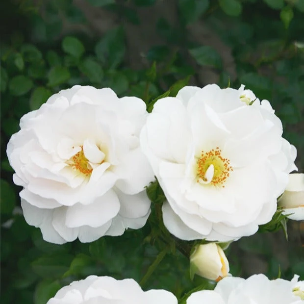 Rosier Grimpant Hella 1 Rosier Grimpant Hella