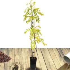 Glycine De Chine Caroline 9 Glycine De Chine Caroline -Fournitures De Jardin Soldes 2024 tra 41396 5