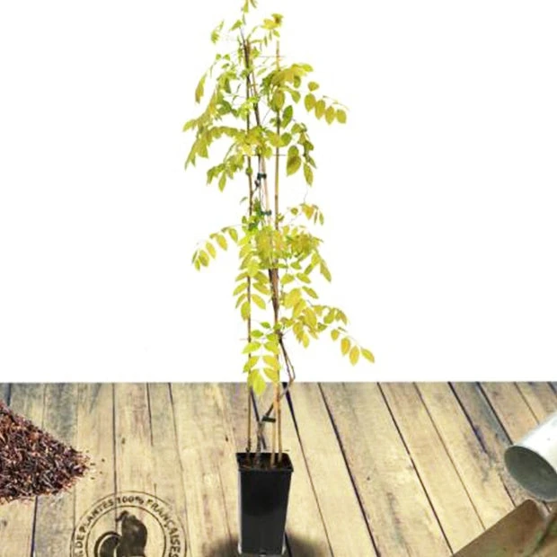 Glycine De Chine Caroline 4 Glycine De Chine Caroline – Image 4