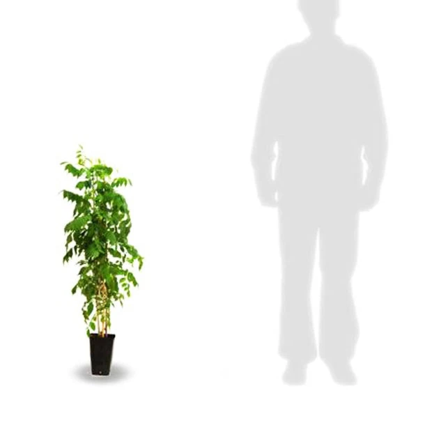 Glycine De Chine Caroline 5 Glycine De Chine Caroline – Image 5