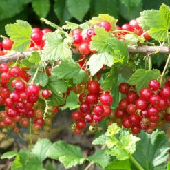 Groseillier Jonkheer Van Tets -Fournitures De Jardin Soldes 2024 tra 71046 7