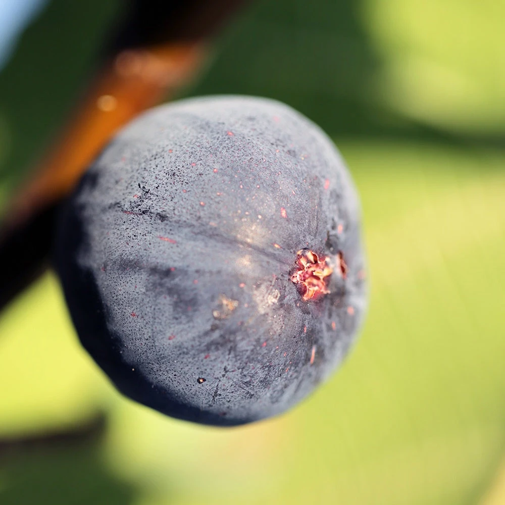 Figuier Brown Turkey 3 Figuier Brown Turkey – Image 3