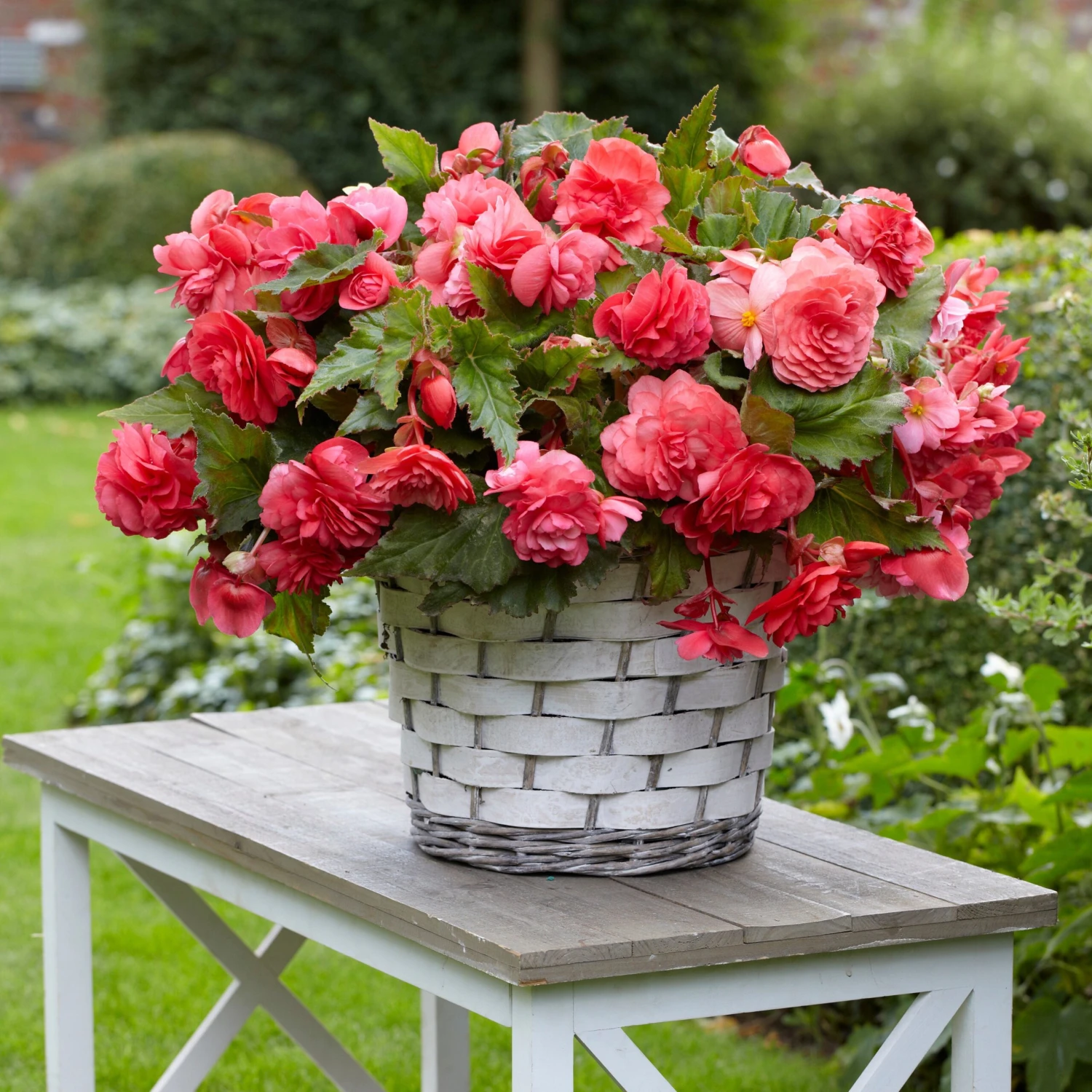 5 Bégonias Retombants Parfumés Pink Delight 1 5 Bégonias Retombants Parfumés Pink Delight