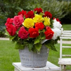 Bégonias Doubles En Mélange -Fournitures De Jardin Soldes 2024 tro 103707 6