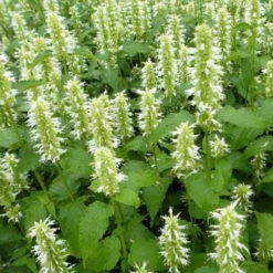 3 Agastaches Rugosa Alabasters