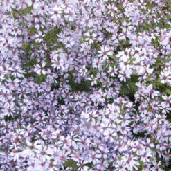 3 Astères à Feuilles En Cœur Ideal