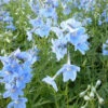 3 Delphiniums Cliveden Beauty