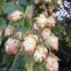 Houblon Doré -Fournitures De Jardin Soldes 2024 vds 102320 5 1700227311699