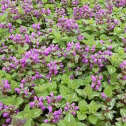 3 Lamiers Tachetés Roseum