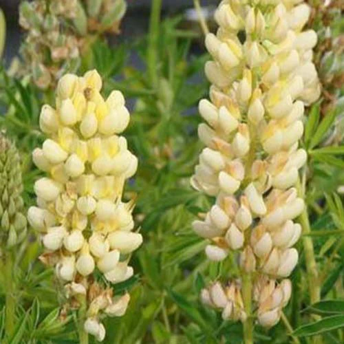 3 Lupins Chandelier 1 3 Lupins Chandelier