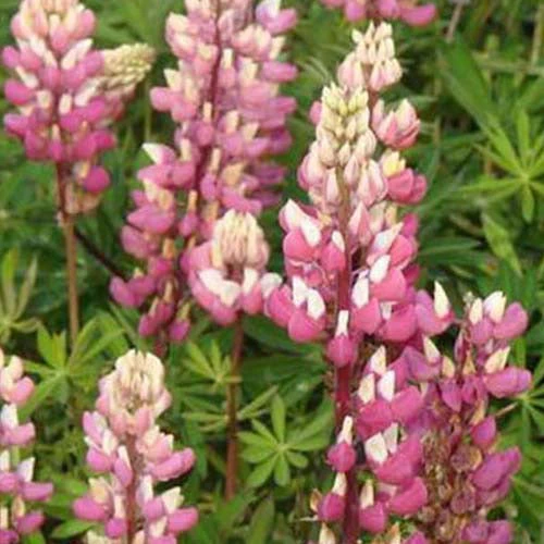 3 Lupins La Chateleine 1 3 Lupins La Chateleine