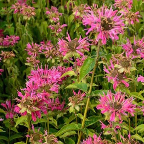 3 Monardes Marshall's Delight 1 3 Monardes Marshall's Delight