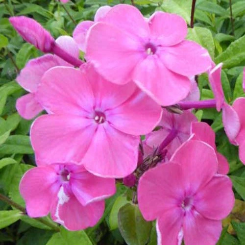 3 Phlox Paniculé Rijnstroom 1 3 Phlox Paniculé Rijnstroom