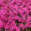 3 Phlox Mousse Scarlet Flame