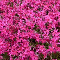 3 Phlox Mousse Scarlet Flame