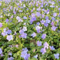 3 Petites Pervenches La Grave