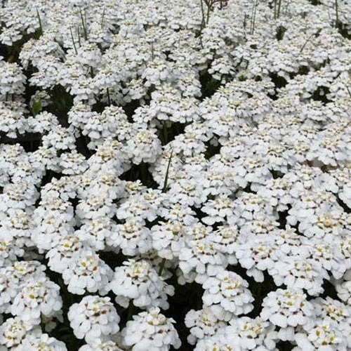 3 Thlaspi Toujours Vert Schneeflocke Corbeilles D'argents 1 3 Thlaspi Toujours Vert Schneeflocke Corbeilles D'argents