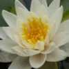 Nénuphar Nain Nymphéa à Quatre Côtés