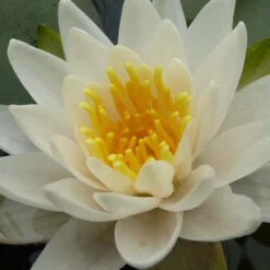 Nénuphar Nain Nymphéa à Quatre Côtés