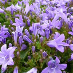 3 Campanules Des Murailles