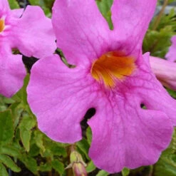 3 Incarvillées De Delavay