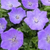 3 Campanules Des Carpates