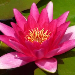 Nénuphar Escarboucle -Fournitures De Jardin Soldes 2024 vds 80624 4