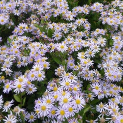 3 Astères Nains D'Automne Asran