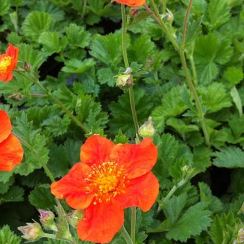 3 Benoîtes Orange Borisii 1 3 Benoîtes Orange Borisii