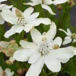 Anémopsis De Californie