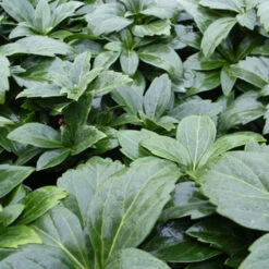3 Pachysandre Green Carpet
