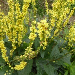 3 Molènes Noires Bouillon Noir