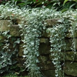 3 Dichondras Rampants -Fournitures De Jardin Soldes 2024 vdv 112297 2